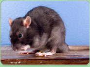 rat control Leamington Spa